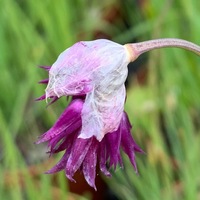 Allium cyatophorum farreri